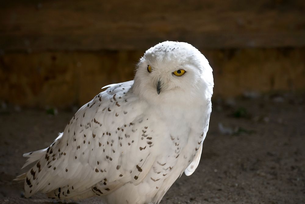 Snowy owl with yellow eyes, close up shot. Original public domain image from Wikimedia Commons