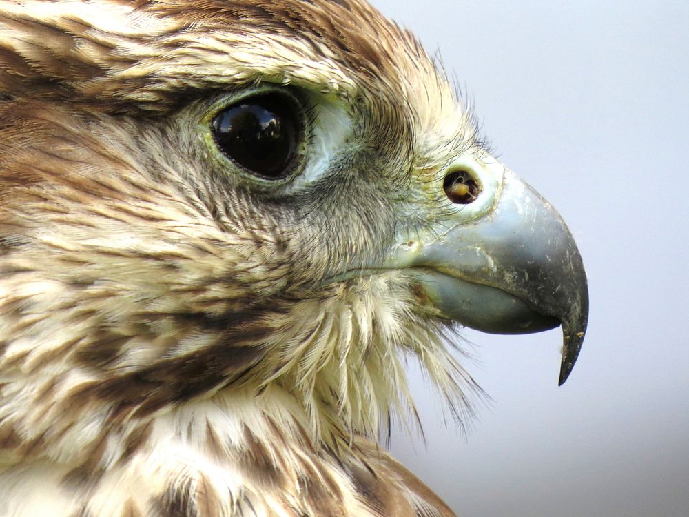 Close up shot of a hawk's head, side view. Original public domain image from Wikimedia Commons