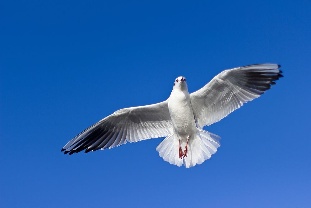 Snow-white gull in flight. Original public domain image from Wikimedia Commons