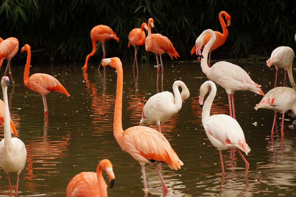A group of flamingos walking and drinking on a pond. Original public domain image from Wikimedia Commons