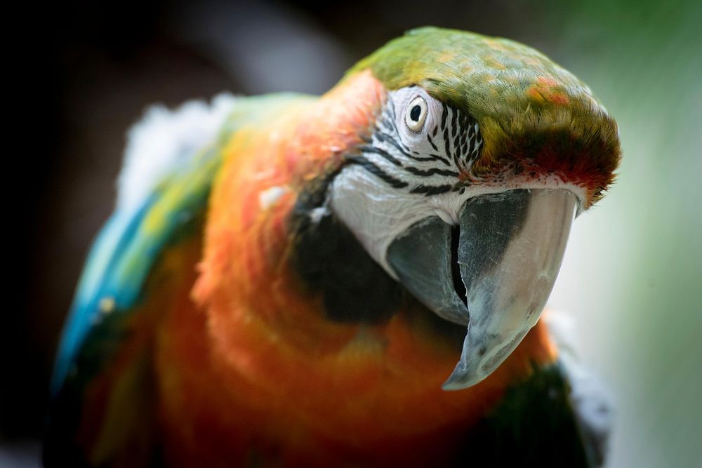 Curious macaw. Original public domain image from Wikimedia Commons