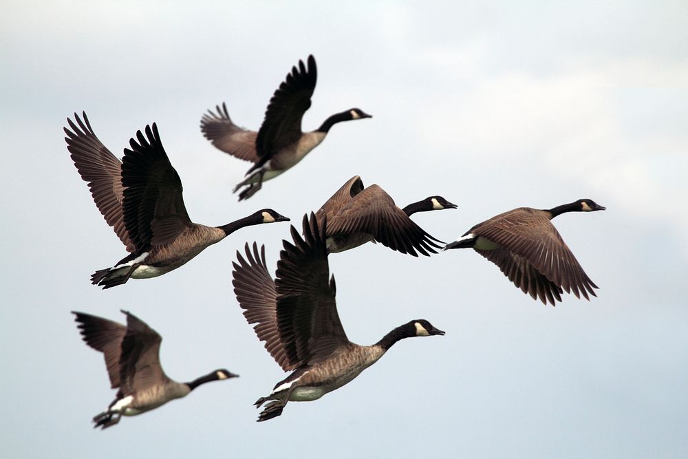 Group of geese are leaving to another area. Original public domain image from Wikimedia Commons