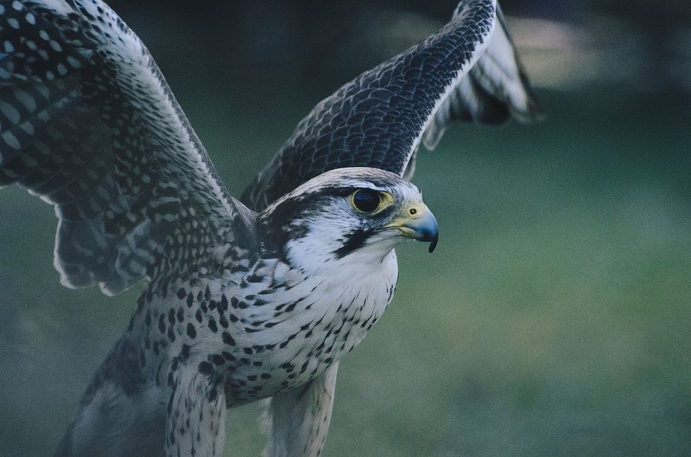 Pilgrim Hawk. Original public domain image from Wikimedia Commons