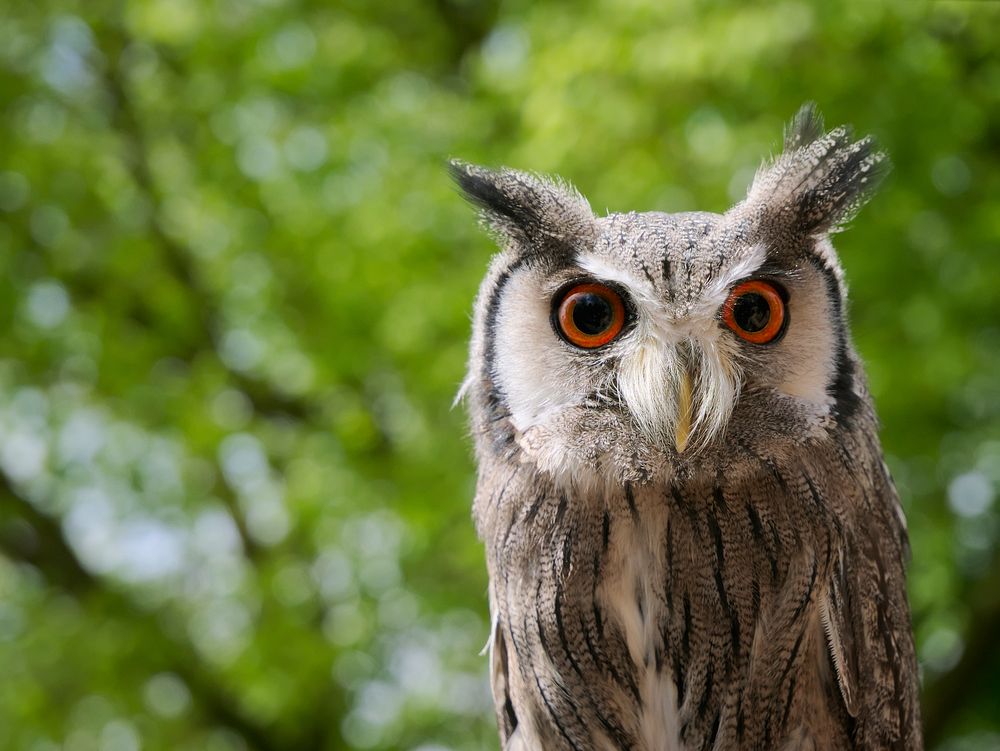 An owl with big orange eyes in a green, lush setting. Original public domain image from Wikimedia Commons