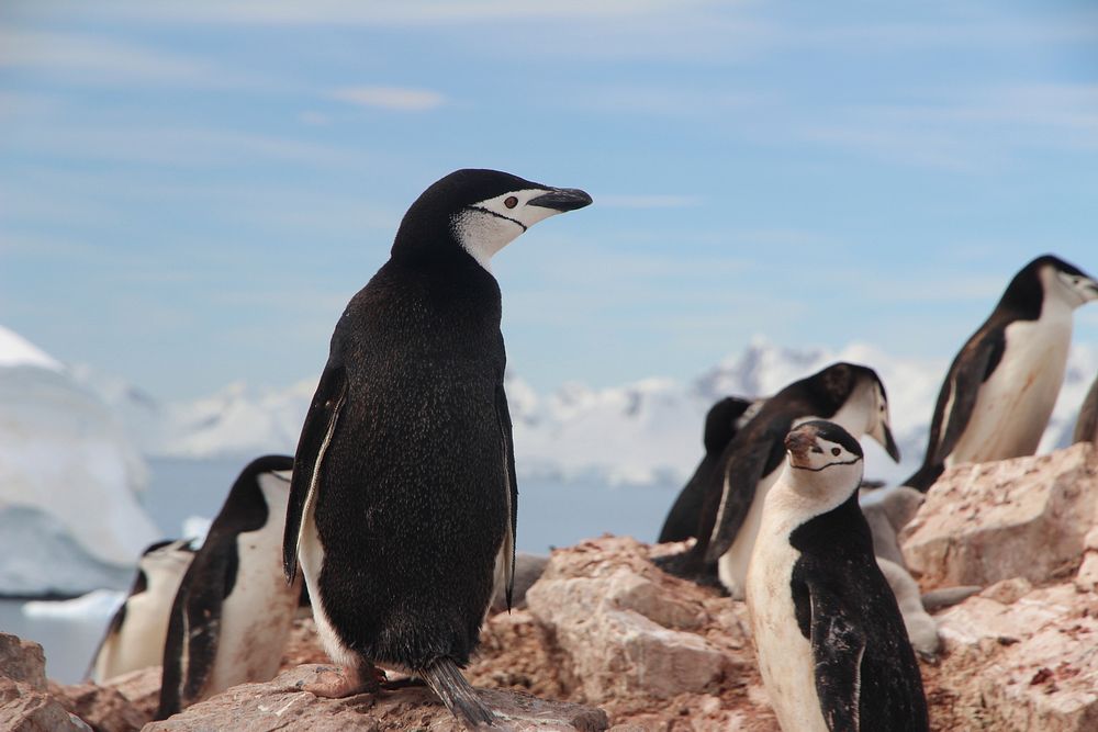 Group of penguins in Antarctica. Original public domain image from Wikimedia Commons