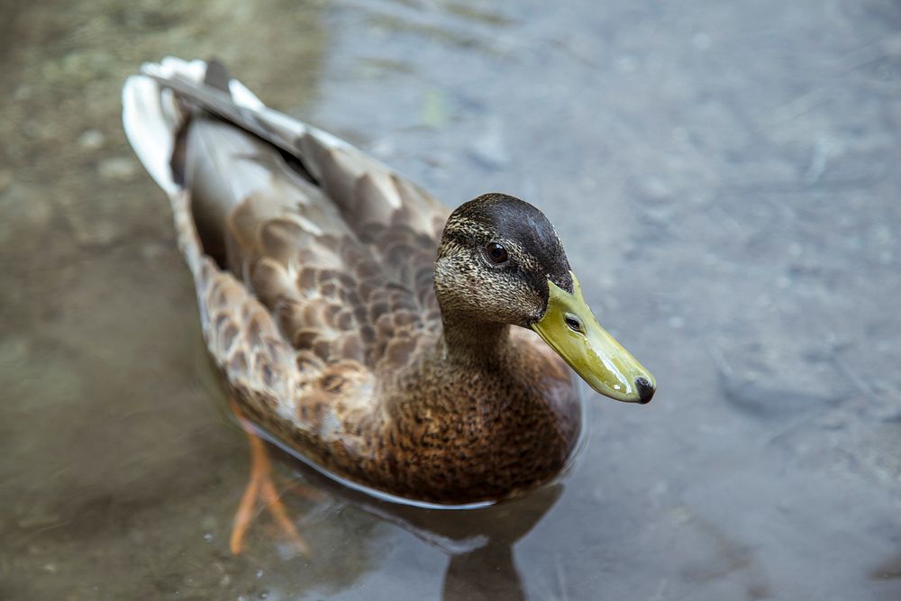 Brown duck swimming in pond. Original public domain image from Wikimedia Commons