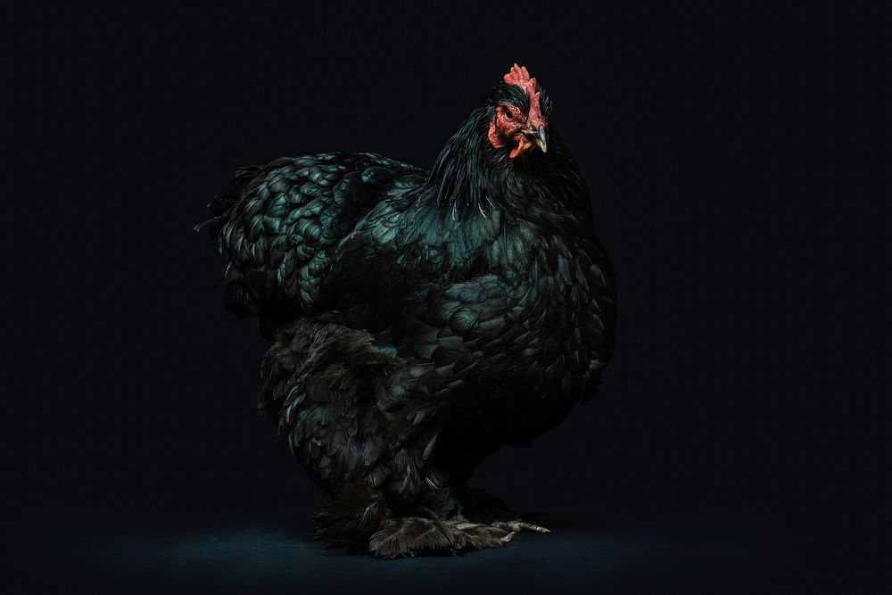 Black hen. Original public domain image from Wikimedia Commons