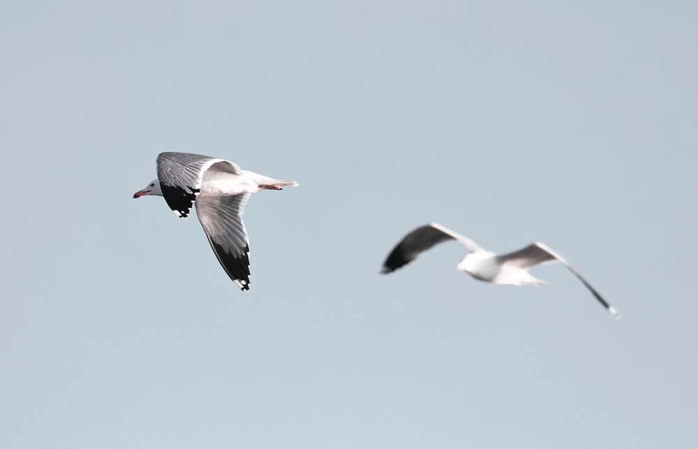 Two snow-white gull in flight. Original public domain image from Wikimedia Commons