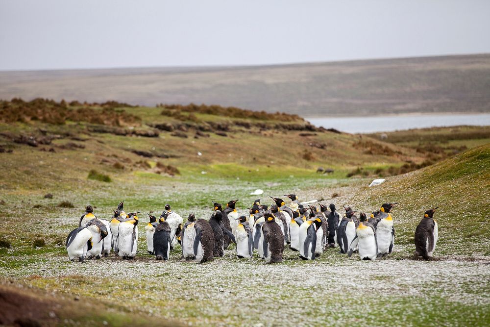 Teenage Penguins in Falkland Islands (Islas Malvinas). Original public domain image from Wikimedia Commons