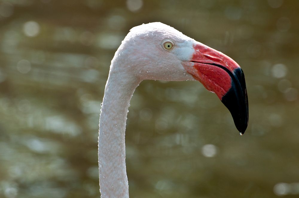 Profile of a pink flamingo's head. Original public domain image from Wikimedia Commons