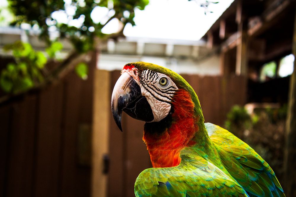 A green and red parrot beside a fence and tree. Original public domain image from Wikimedia Commons