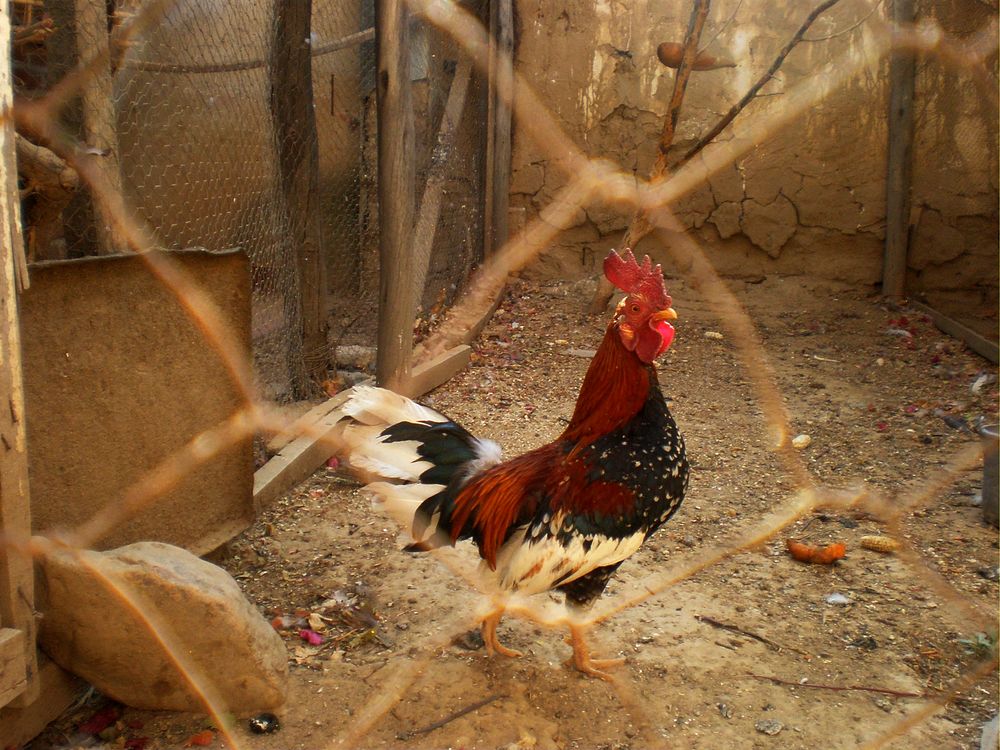 Lone rooster behind a fence a chicken coop. Original public domain image from Wikimedia Commons
