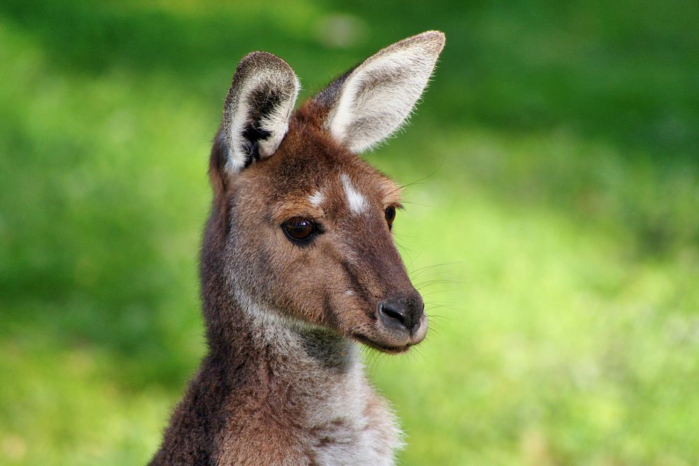 Close-up of a kangaroo's head. Original public domain image from Wikimedia Commons