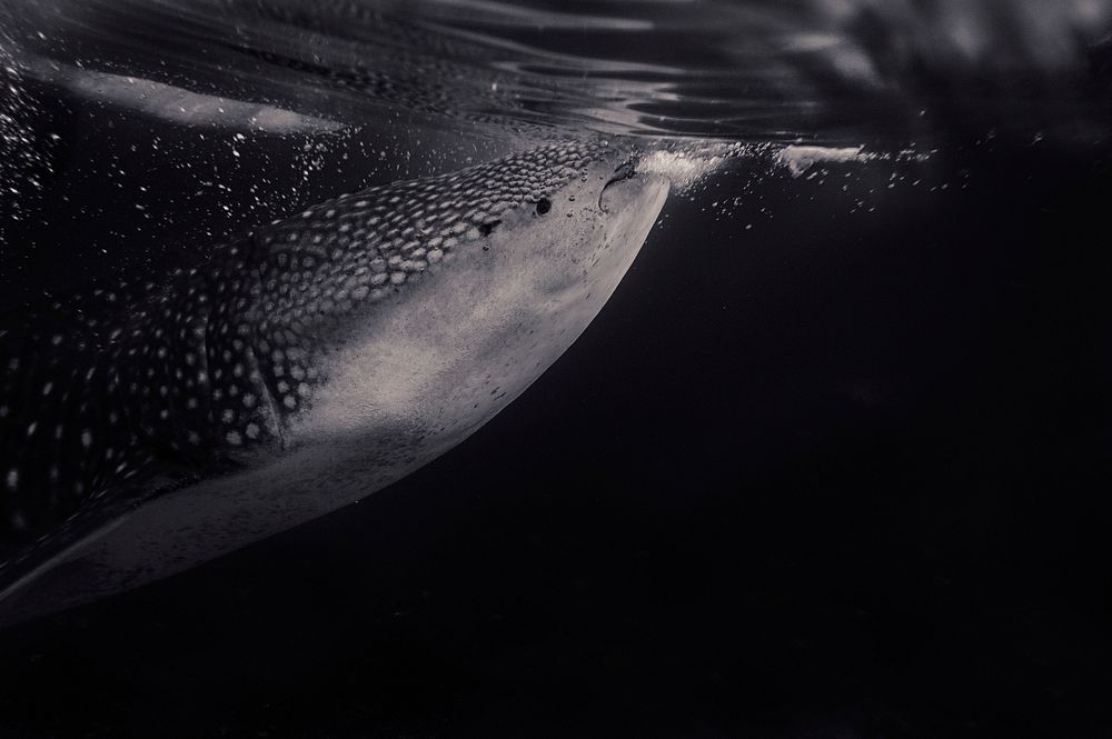 Whale shark under water. Original public domain image from Wikimedia Commons
