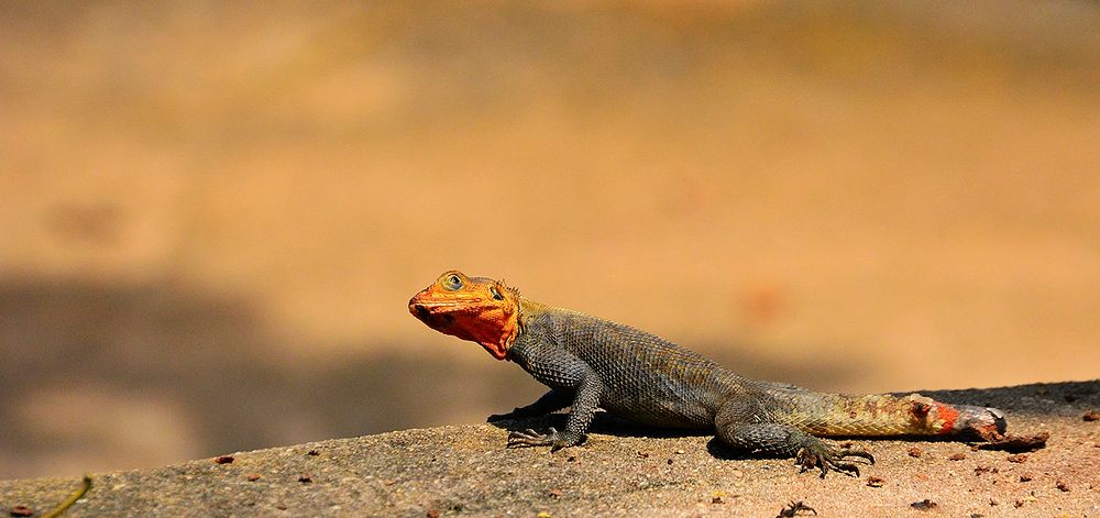 An orange headed lizard with a black body on stone beside a blurred outdoor background. Original public domain image from…