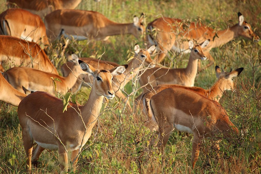 Field of impala graze in the grass. Original public domain image from Wikimedia Commons
