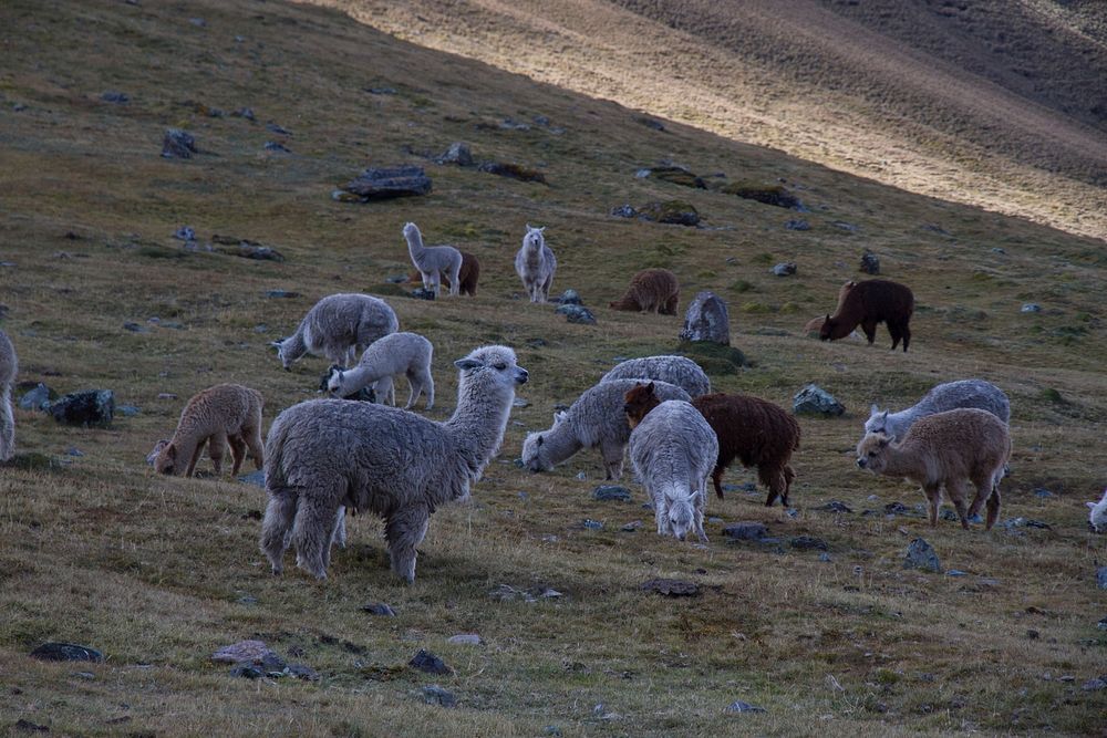 Several alpacas grazing on a hillside in Peru. Original public domain image from Wikimedia Commons
