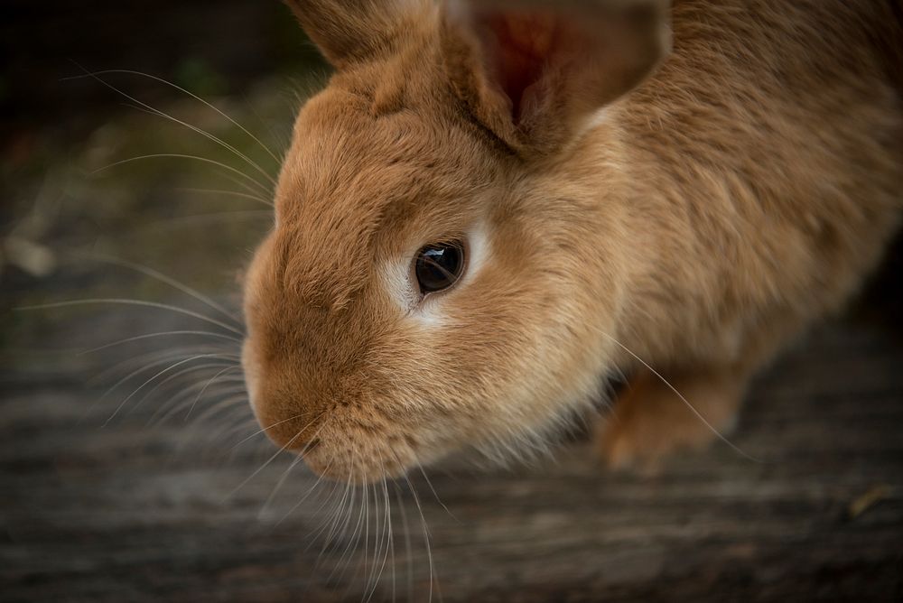The little rabbit is close up. Original public domain image from Wikimedia Commons