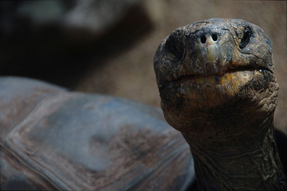 Brown tortoise. Original public domain image from Wikimedia Commons