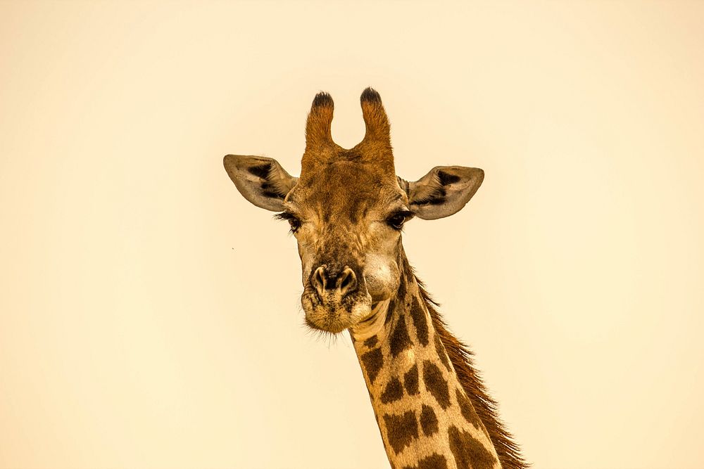 A close up Geoffrey The Giraffe. Original public domain image from Wikimedia Commons