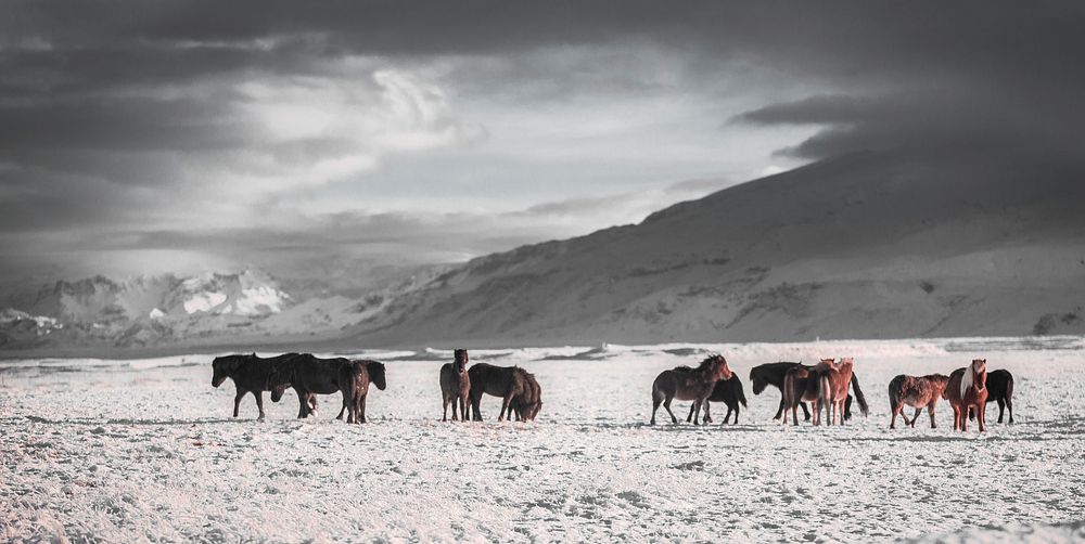 A large herd of ponies on a frozen plain under thick clouds. Original public domain image from Wikimedia Commons