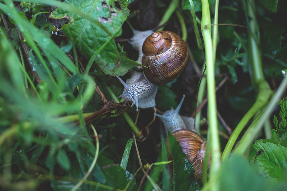 Snails slowly make their way through the wet grass. Original public domain image from Wikimedia Commons