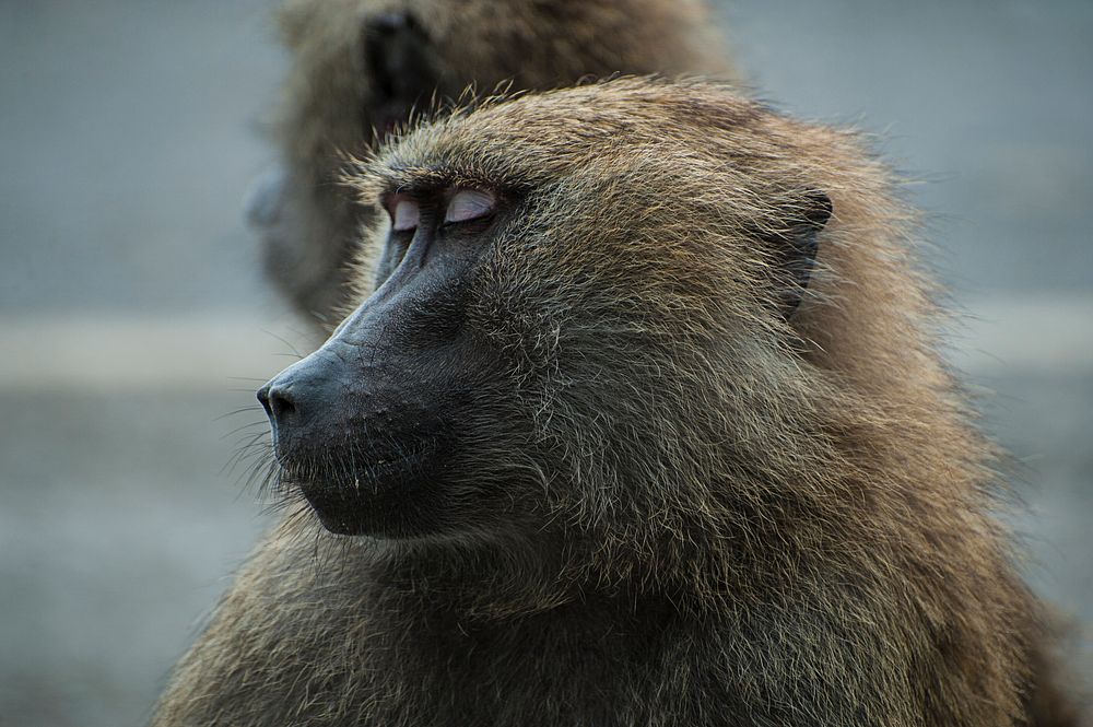 Macro of monkey's face with eyes closed and light brown fur. Original public domain image from Wikimedia Commons