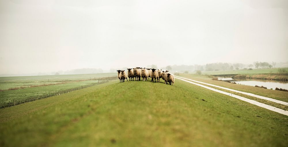 Group of sheep stand in the middle of field in Germany. Original public domain image from Wikimedia Commons