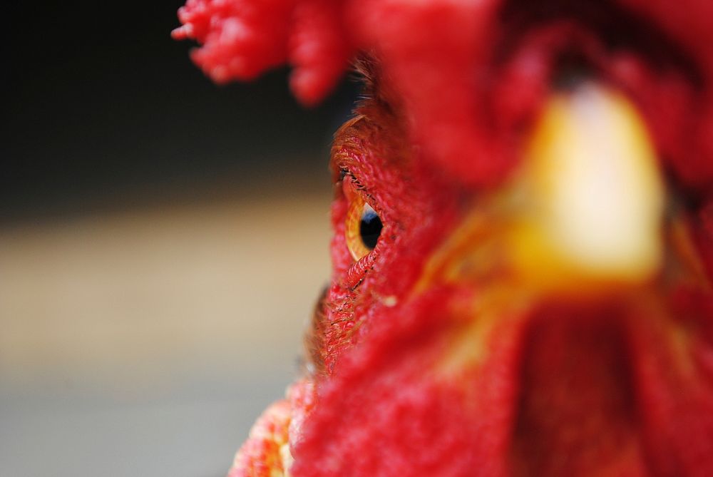 Closeup of an angry rooster's face. Original public domain image from Wikimedia Commons