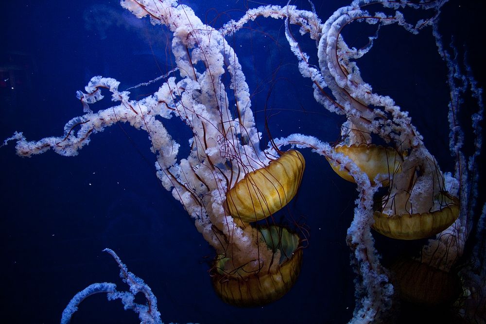 Jellyfish underwater. Original public domain image from Wikimedia Commons