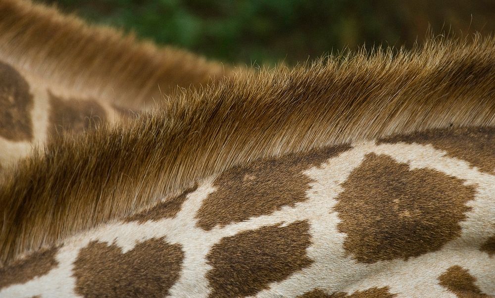 Close-up of a giraffe's fur and its stiff mane. Original public domain image from Wikimedia Commons