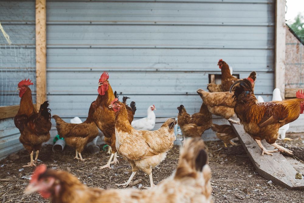 A barn of chickens and roosters grazing and feeding. Original public domain image from Wikimedia Commons