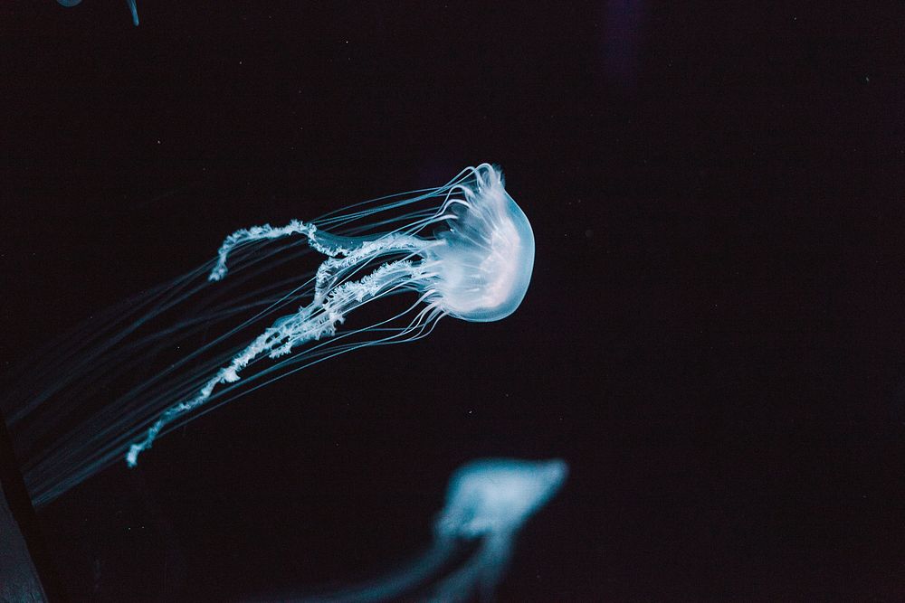 Jellyfish swimming. Original public domain image from Wikimedia Commons