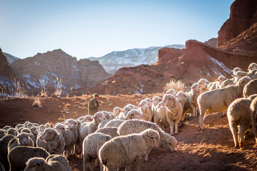 Farmer herds sheep on the mountain in Kyrgyzstan. Original public domain image from Wikimedia Commons