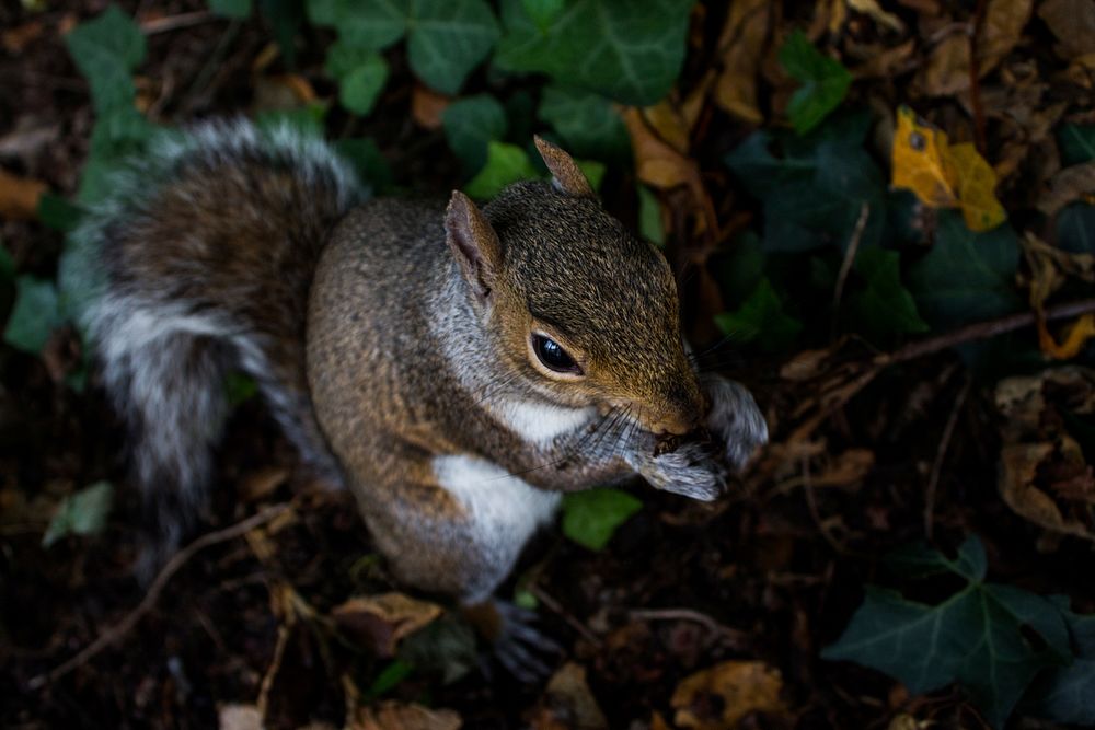 Squirrel in the forest floor. Original public domain image from Wikimedia Commons