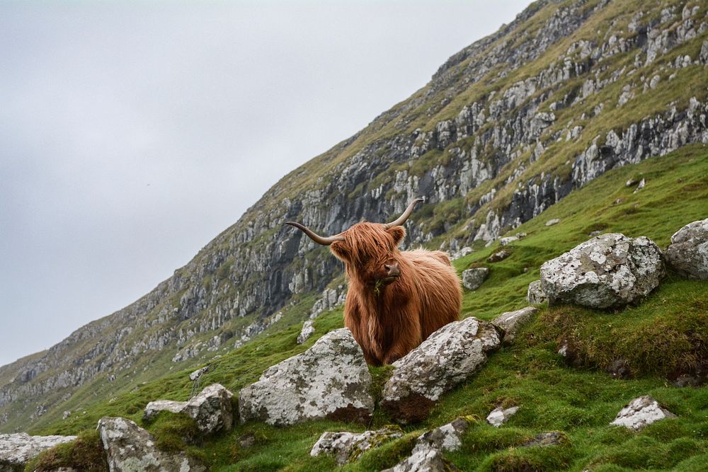 Brown ox in the Faroe Islands. Original public domain image from Wikimedia Commons