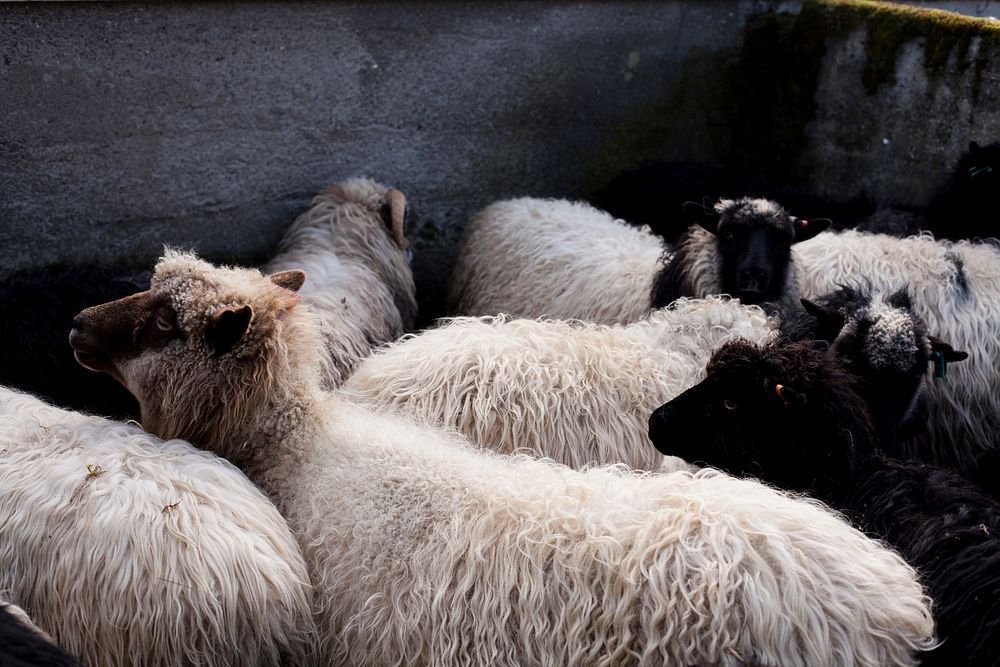 Herd of sheep gathered inside a barn. Original public domain image from Wikimedia Commons