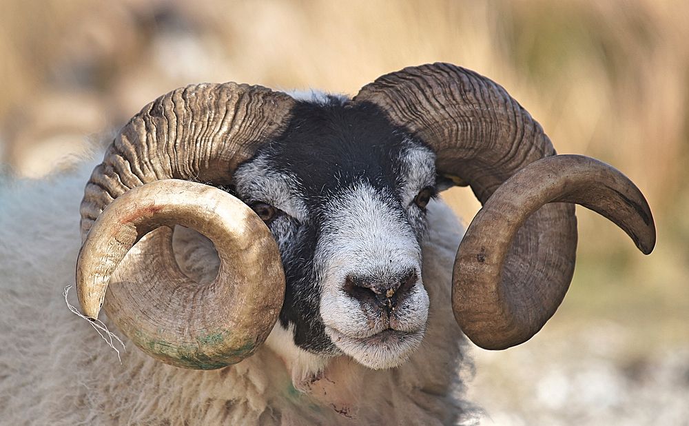 A ram with a black colored head and curling horns. Original public domain image from Wikimedia Commons