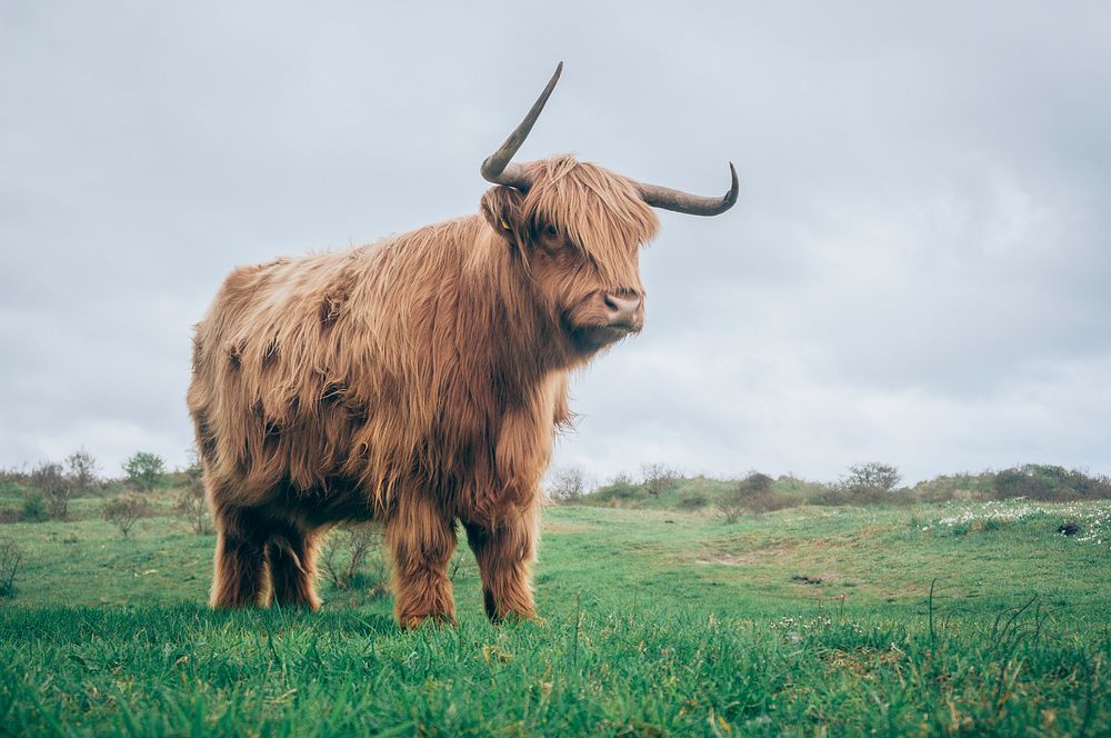 Brown yak. Original public domain image from Wikimedia Commons