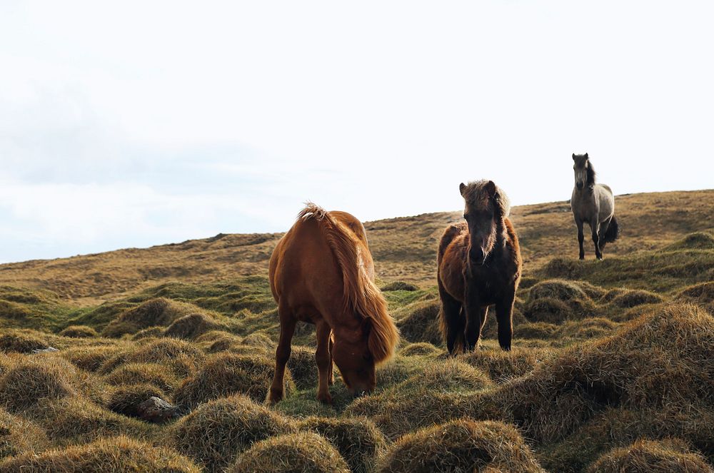 Three horses grazing on the side of a hill in Iceland. Original public domain image from Wikimedia Commons