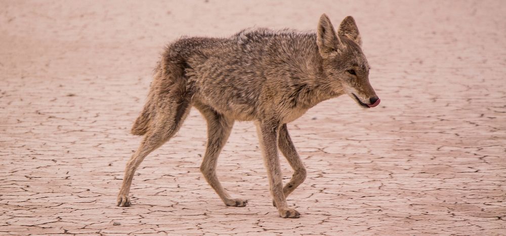 A coyote licking its lips as it walks across a barren wasteland. Original public domain image from Wikimedia Commons