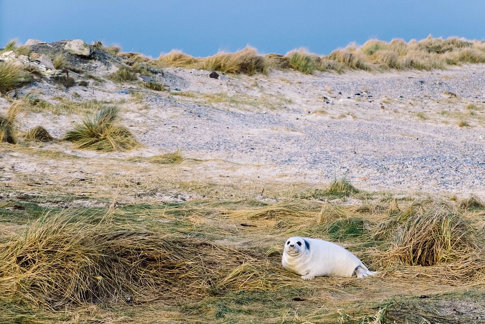 White sea lion pup in dune grass near beach in daytime, Heligoland. Original public domain image from Wikimedia Commons