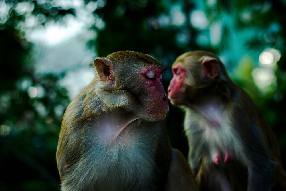Monkeys in Sanya, China. Original public domain image from Wikimedia Commons