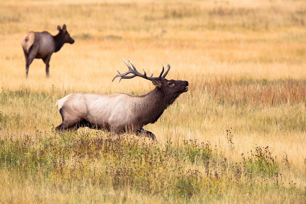 Brown and black deer running in Yellowstone National Park, United States. Original public domain image from Wikimedia Commons