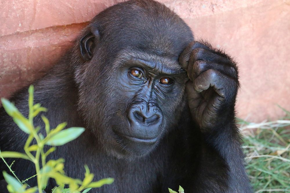 Pensive portrait of a young gorilla at a zoo. Original public domain image from Wikimedia Commons