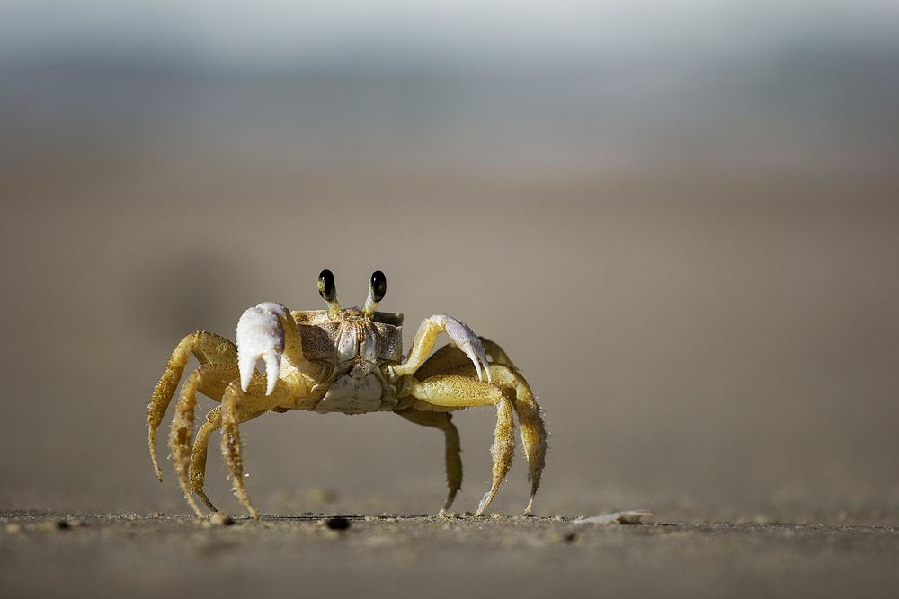 Macro shot of a fiddler crab on a sand beach at Barra da Lagoa. Original public domain image from Wikimedia Commons