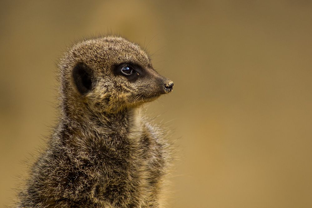 A meerkat with long coat. Original public domain image from Wikimedia Commons