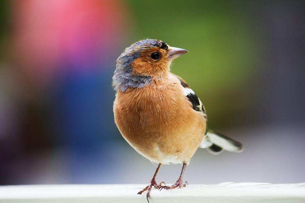 Curious Chaffinch. Original public domain image from Wikimedia Commons
