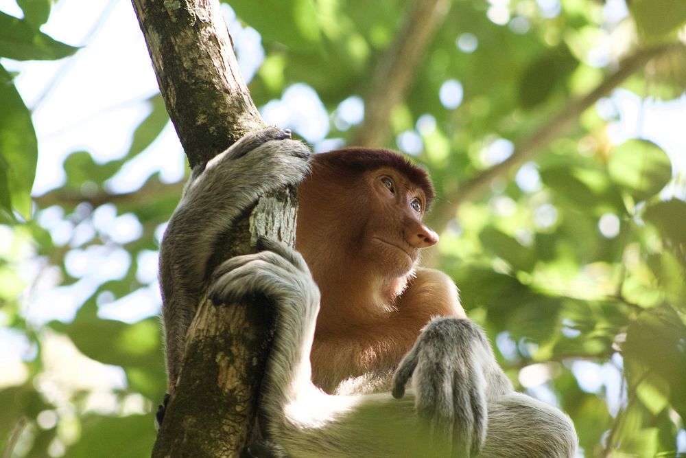 Brown monkey holding in a tree branch during dy time. Original public domain image from Wikimedia Commons
