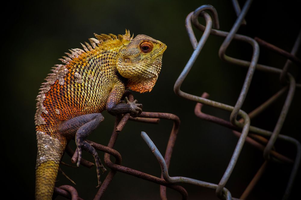 Chameleon perched on a chain link fence in the dark. Original public domain image from Wikimedia Commons